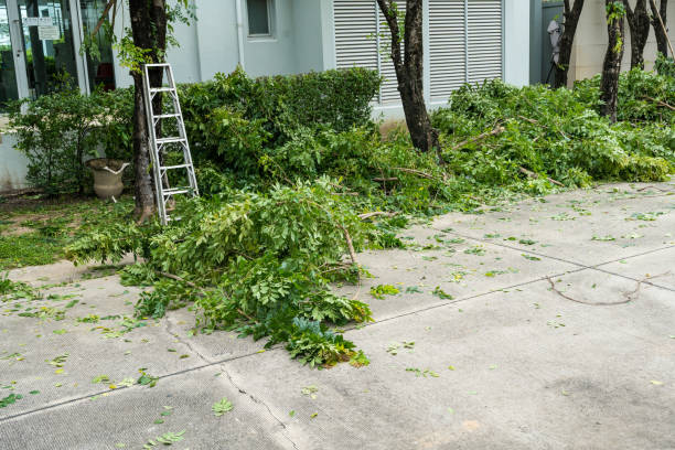 Best Tree and Shrub Care  in Storm Lake, IA